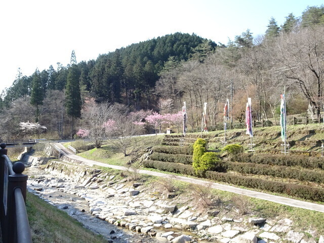建物の裏側に咲く桜