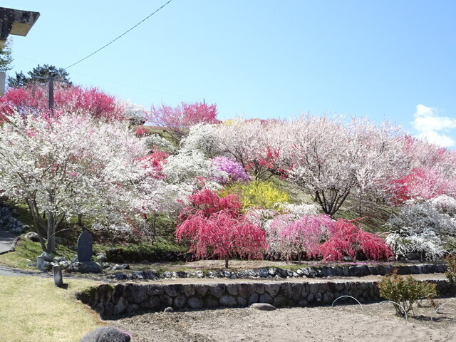 花が綺麗