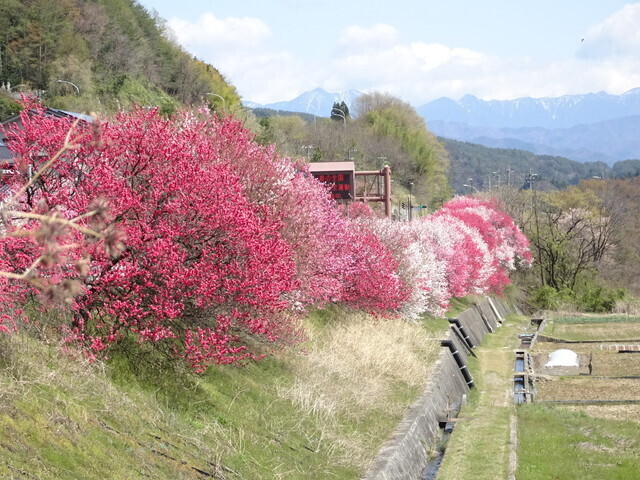 阿智川近くの花