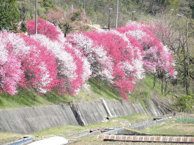 阿智川近くの花