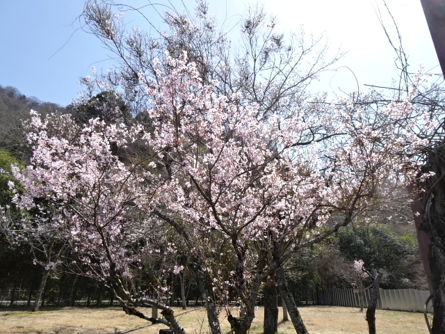 鮎沢PAの花