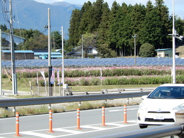 コスモスが咲いている