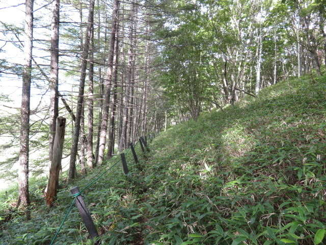 森の中の道となる