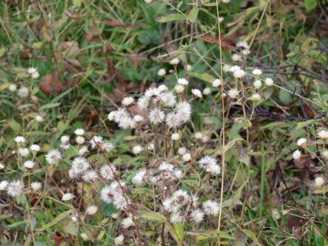 どじょう池周辺に咲く花